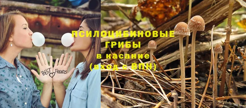 Галлюциногенные грибы Psilocybine cubensis  Боровичи 